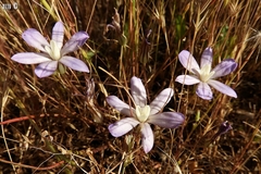 Brodiaea nana