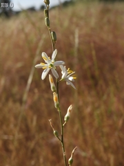Chlorogalum angustifolium