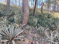 Yucca filamentosa