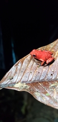 Oophaga pumilio
