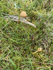 Galerina paludosa