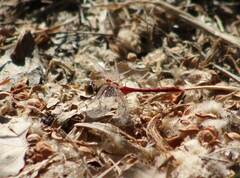 Sympetrum pallipes