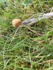 Galerina paludosa