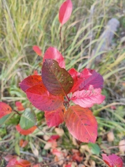 Aronia mitschurinii