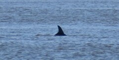 Tursiops truncatus