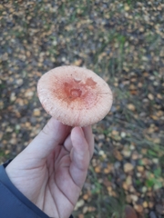 Lactarius torminosus