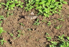 Oedipodinae