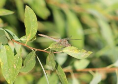 Sympetrum pallipes