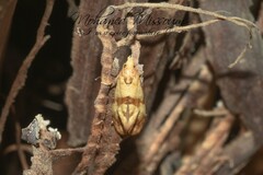 Phalonidia contractana