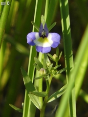 Downingia cuspidata