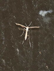 Lantanophaga pusillidactylus