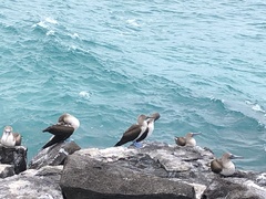 Sula nebouxii excisa