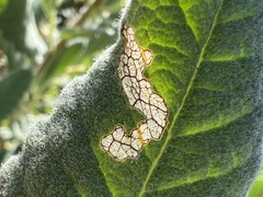 Stigmella anomalella