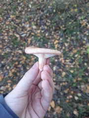 Lactarius torminosus