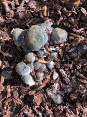 Stropharia aeruginosa