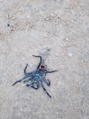 Tliltocatl epicureanus