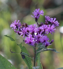 Vernonia gigantea