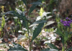 Vernonia gigantea