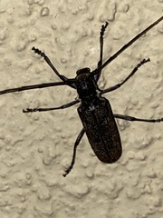 Monochamus maculosus