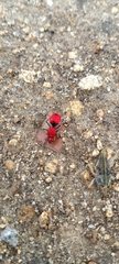 Dasymutilla erythrina