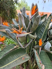 Strelitzia