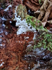 Ceratiomyxa fruticulosa