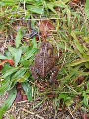 Anaxyrus fowleri
