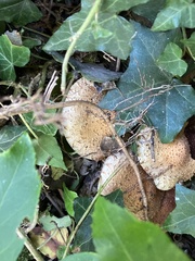 Pholiota squarrosa