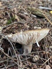 Russula densifolia