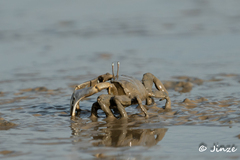 Macrophthalmus tomentosus