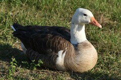 Anser anser × Branta canadensis