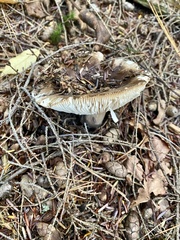 Russula densifolia