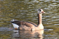 Anser anser × Branta canadensis