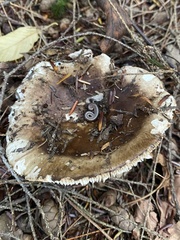 Russula densifolia