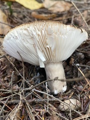 Russula densifolia