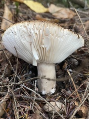 Russula densifolia