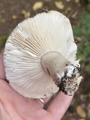 Russula densifolia