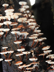 Collybia eucalyptorum