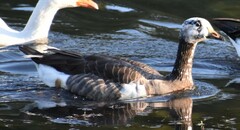 Anser anser × Branta canadensis