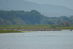 Pelecanus onocrotalus