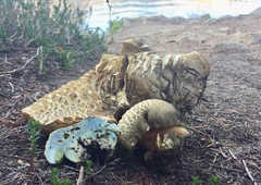 Caloboletus frustosus