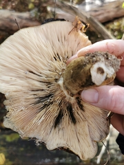 Lactarius turpis