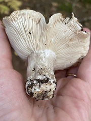 Russula densifolia