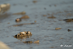 Macrophthalmus tomentosus