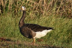 Anser anser × Branta canadensis