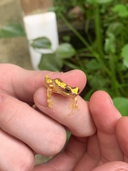 Dendropsophus ebraccatus