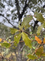 Quercus gravesii