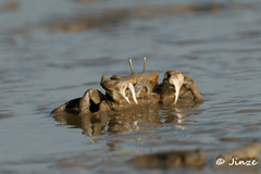 Macrophthalmus tomentosus