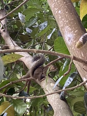 Sciurus aestuans