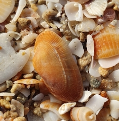 Barbatia barbata